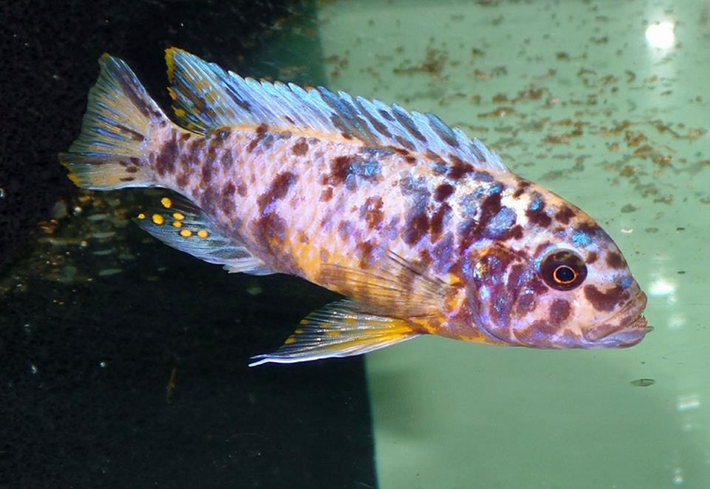 Maylandia fainzilberi 'Ndumbi Point'